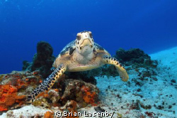 Hawksbill Turtle pausing to check me out by Brian Lasenby 